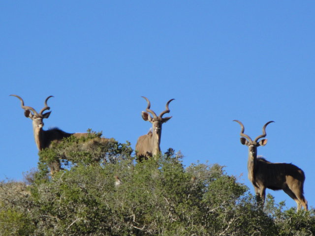 Kudu in Kannaland